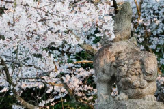 38113882-cherry-blossoms-and-japanese-lion-dog