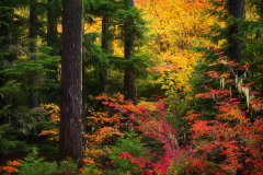 Oregon-Autumn-III------Print