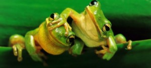 cropped-Frogs.jpg