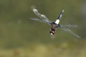 Japanese Dragonfly