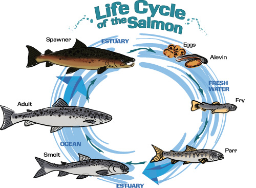 lifecycle_of_salmon