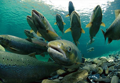 spawning-atlantic-salmon-738342-ga