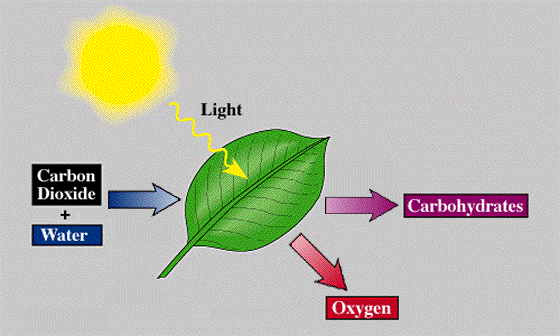 photosynthesis1