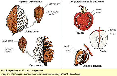 science_plants_plant seeds_pic_angiosperms-and-gymnosperms