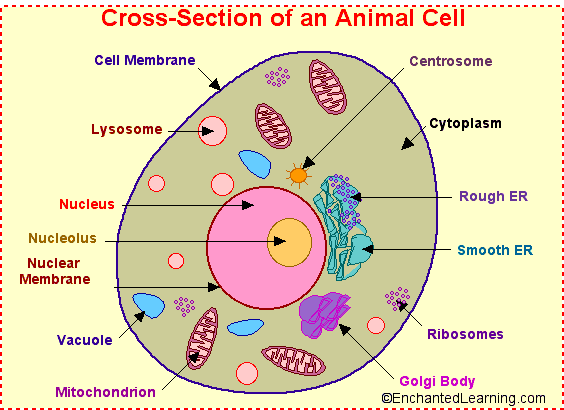 Animal Cell components