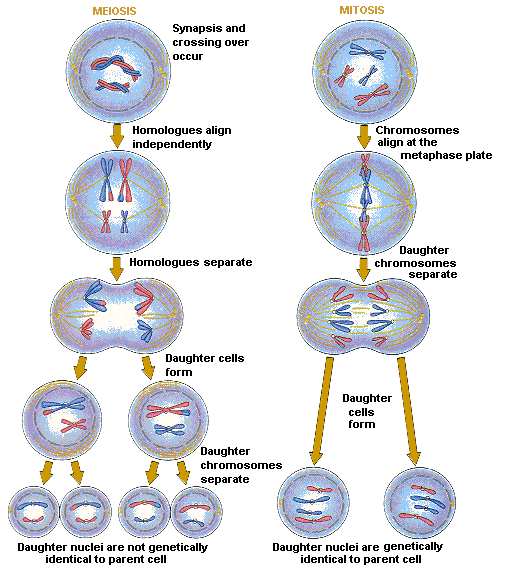 meiosis-and-mitosis-comparison
