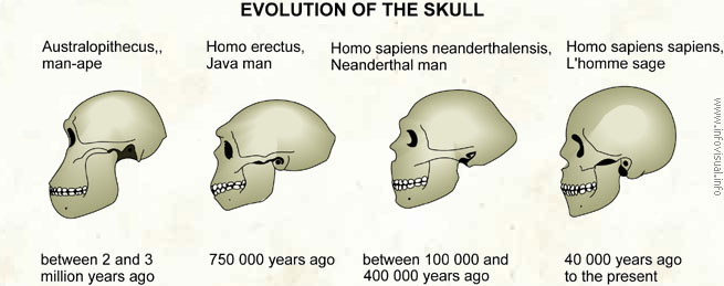 019 Evolution of the skull