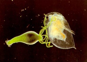 Hydra_08_500x360_captures_Daphnia_Steven_F_Lowery_Univ_Ulster_at_Coleraine_Londonderry_N_Ireland_10x_1st1986exlarge
