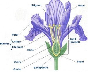 flower-sex-organs-structure