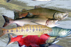 salmon-wild-or-farmed-600x600-2-600x376